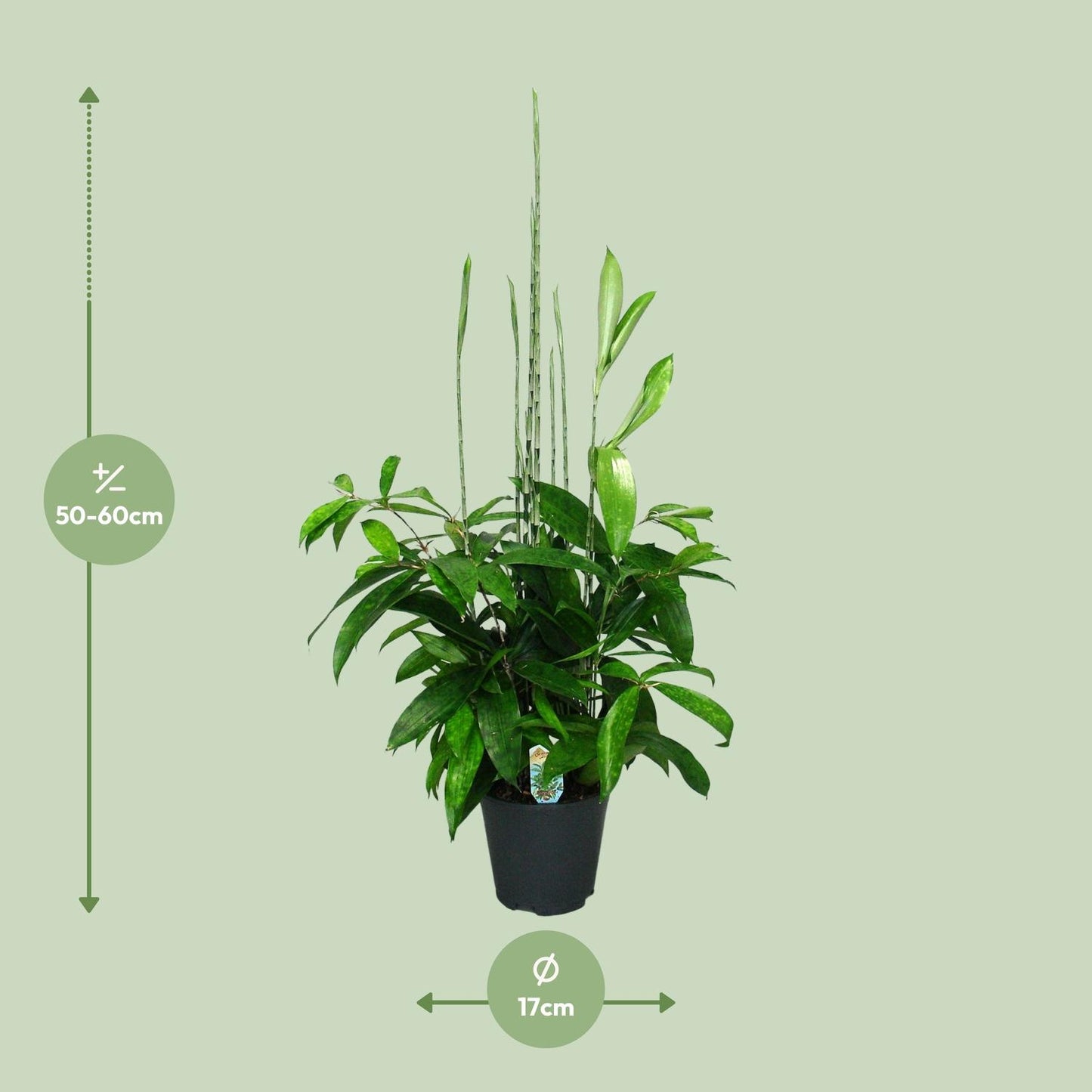 Dracaena Surculosa - Ø17cm - ↕60cm - Pflanzfix24