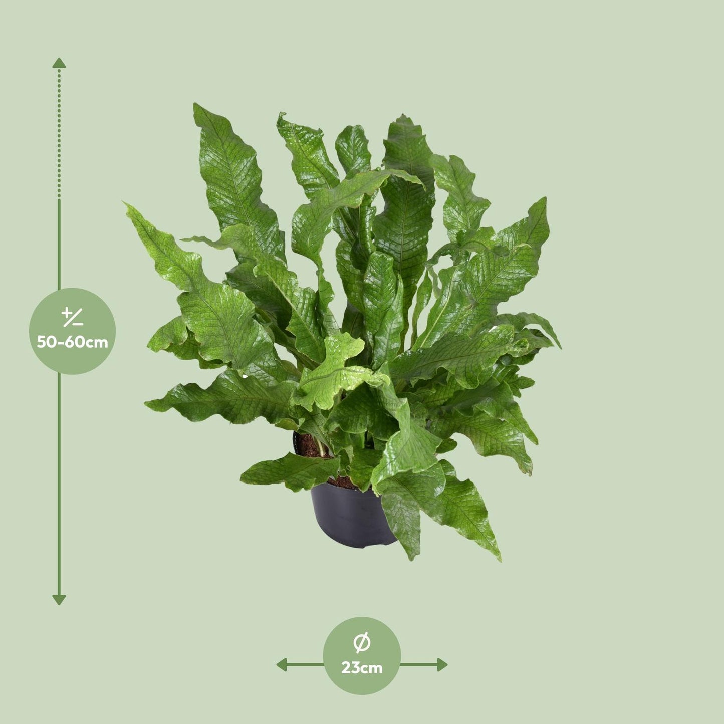Microsorum diversifolium Känguru-Farn Ø23cm | Pflanzfix24.de - Pflanzfix24.de