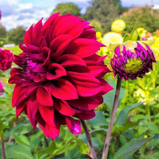 Dahlie Heatwave - Große Tiefrote Blumen - Pflanzfix24.de - Pflanzfix24.de