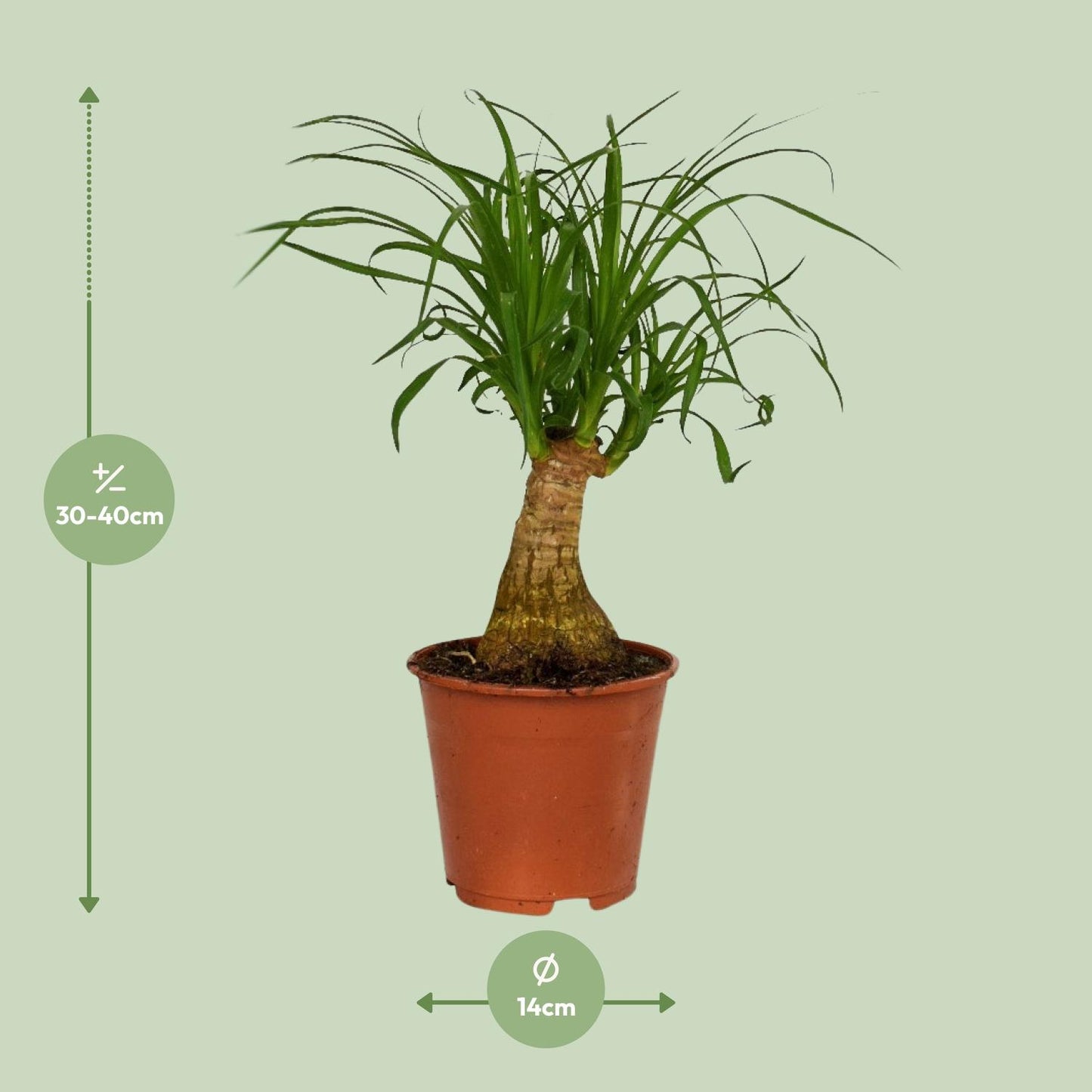Beaucarnea Nolina - Ø14cm - ↕40cm - Pflanzfix24