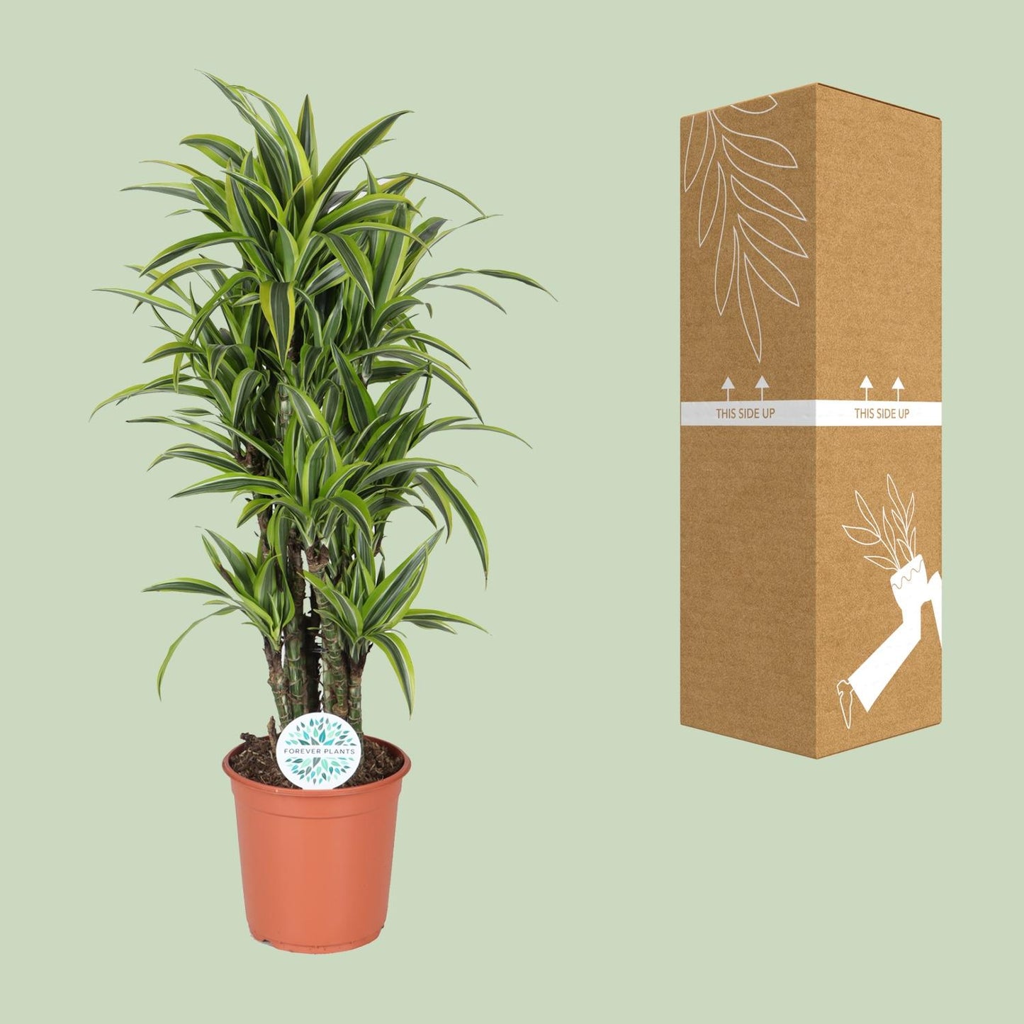 Dracaena Deremensis Lemon Lime - Ø24cm - ↕120cm - Pflanzfix24