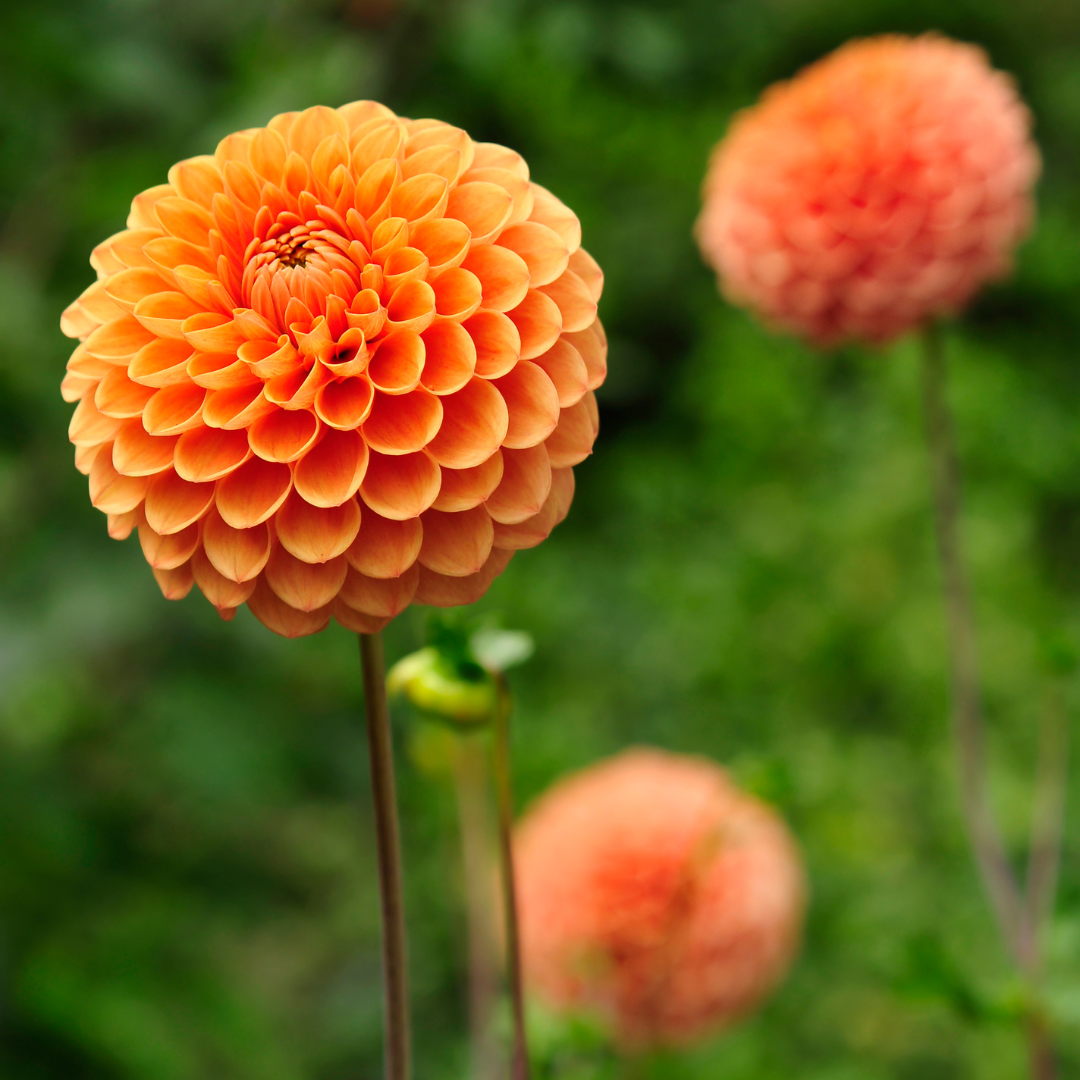 Dahlien 'Pompon Splash' Mischung, 2 Stück - Pflanzfix24.de - Pflanzfix24.de
