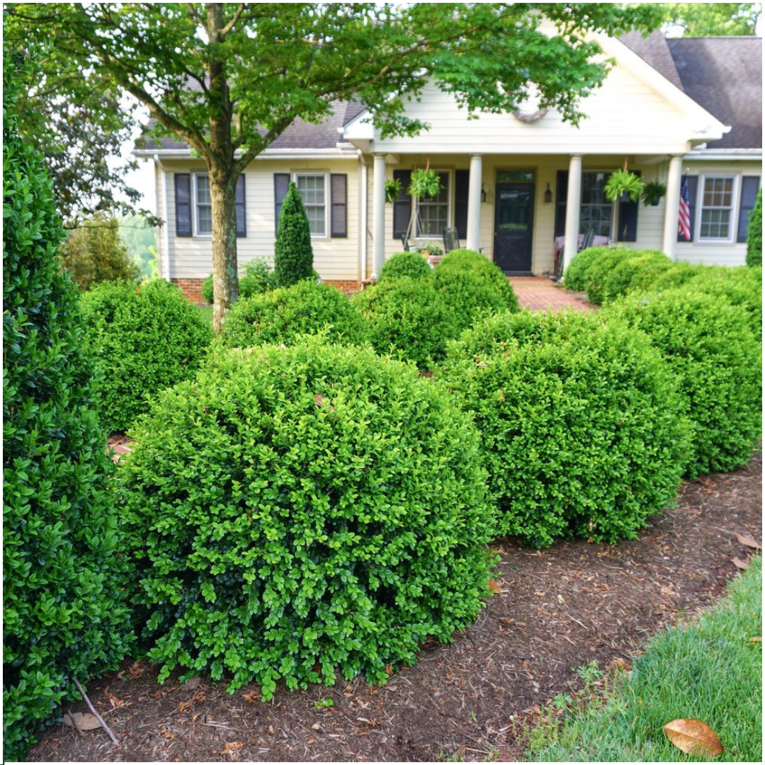 4 x 6er-Pack Buxus NewGen Freedom - Winterharte Immergrüne Sträucher 24 x Ø7 cm - Pflanzfix24.de - Pflanzfix24.de