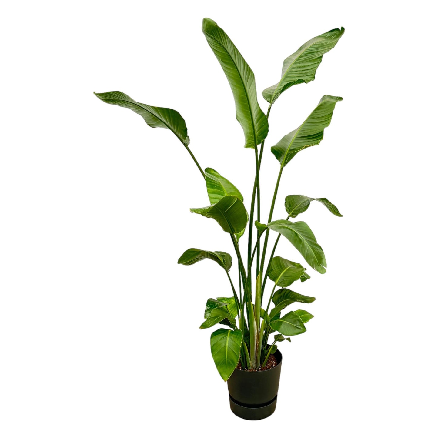 Strelitzia Nicolai mit elho Greenville Round schwarz 180 cm | Pflanzfix24.de - Pflanzfix24.de