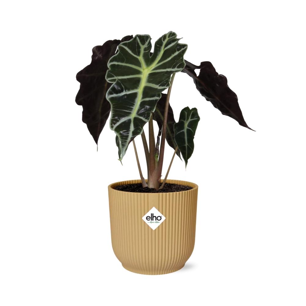 Alocasia Elefantenohr 'Polly' in ELHO Vibes Fold 14cm - Pflanzfix24