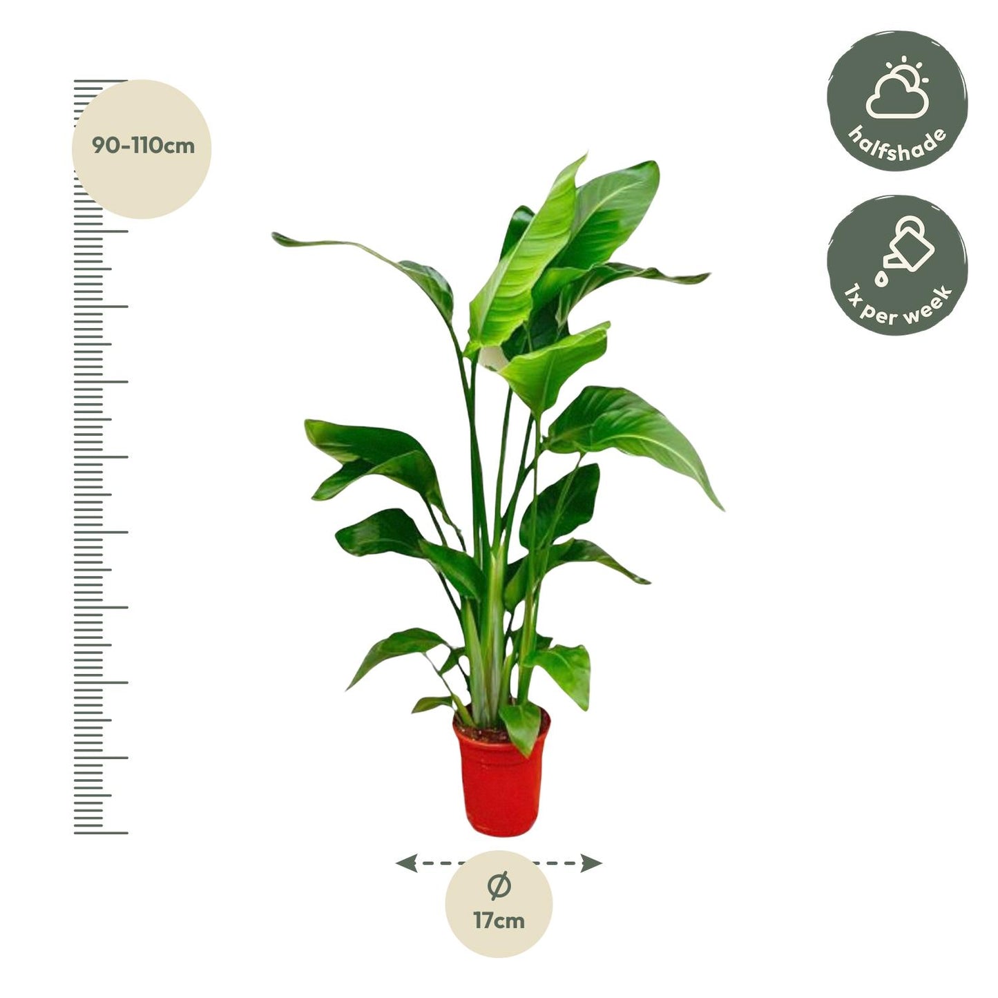 Strelitzia Nicolai Ø17cm 70-90cm Zimmerpflanze – Pflanzfix24.de - Pflanzfix24.de