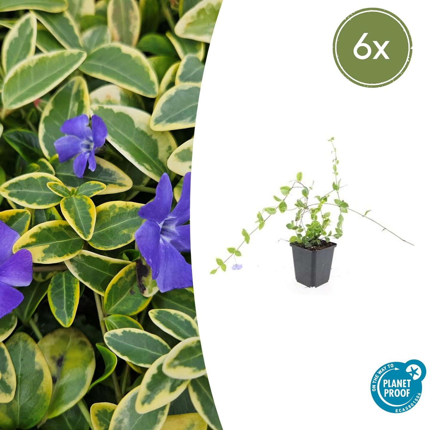 6x Vinca minor 'Blue and Gold' - Pflanzfix24.de - Pflanzfix24.de