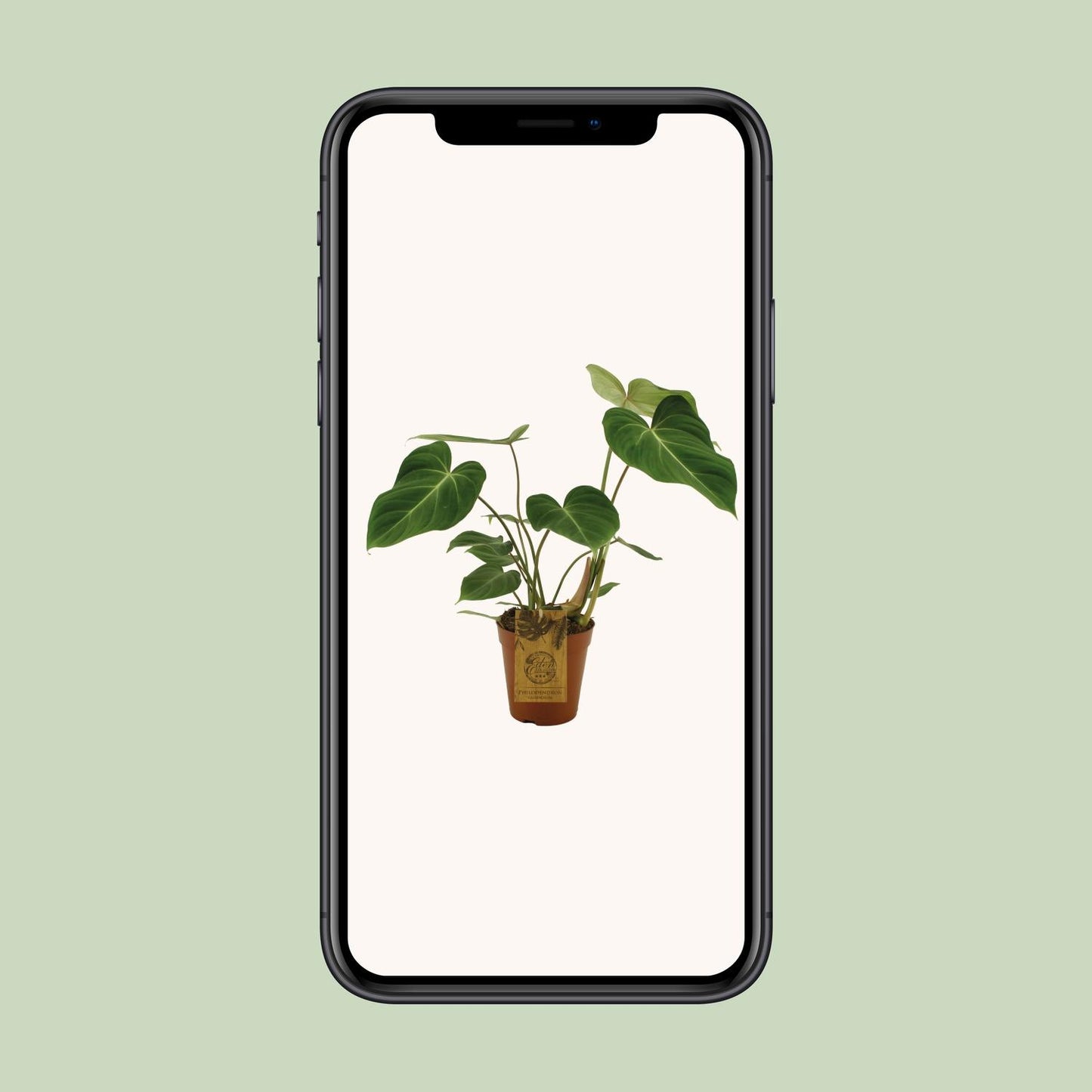 Philodendron Gloriosum Ø15cm – Samtblatt Zimmerpflanze | Pflanzfix24.de - Pflanzfix24.de