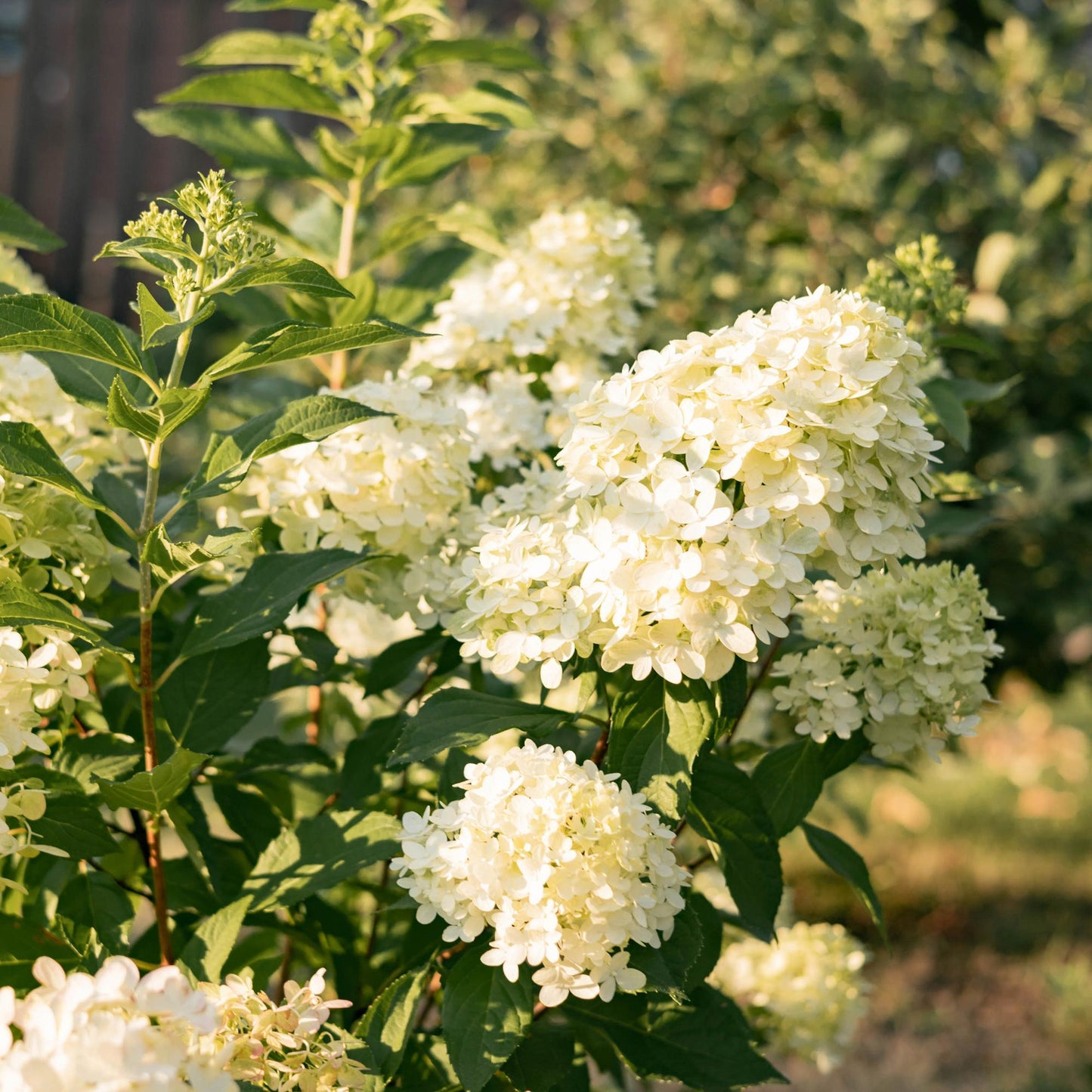 Pflanzfix24 - Rispenhortensie - Hydrangea panniculata Limelight - Blüte Creme Weiß - 3 Pflanzen