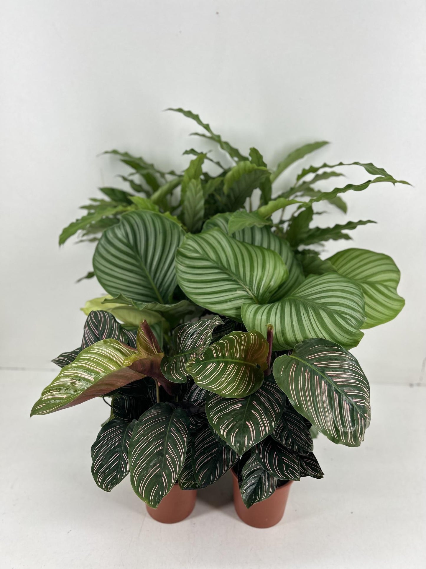 Calathea Mix P14cm - Pflanzfix24.de - Pflanzfix24.de