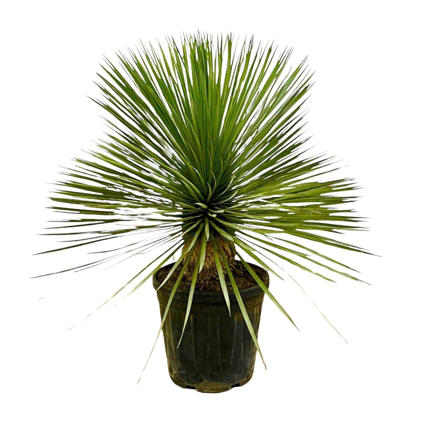 Yucca Rostrata 70 cm Stamm im Ø27 cm Topf – Pflanzfix24.de - Pflanzfix24.de