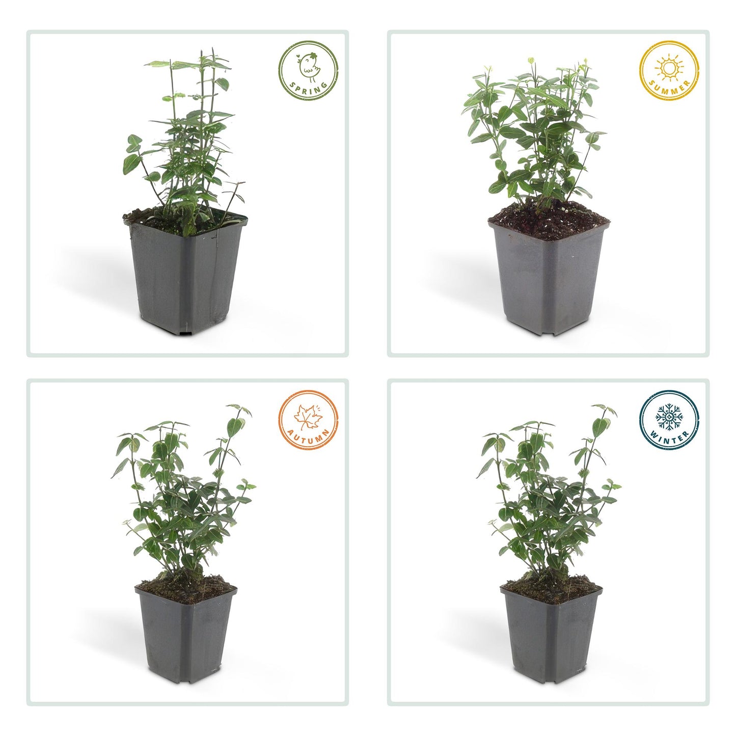 40x Euonymus fortunei radicans - ↕10-25cm - Ø9cm - Pflanzfix24.de - Pflanzfix24.de