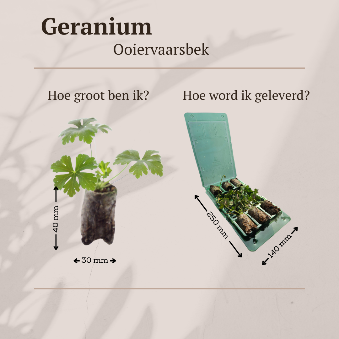 Geranium – 6 Jungpflanzen | Pflanzfix24.de - Pflanzfix24.de