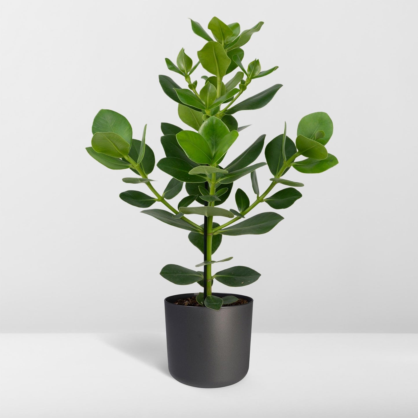 Clusia Rosea Princess - Ø17cm - ↕60cm bei Pflanzfix24.de - Pflanzfix24.de