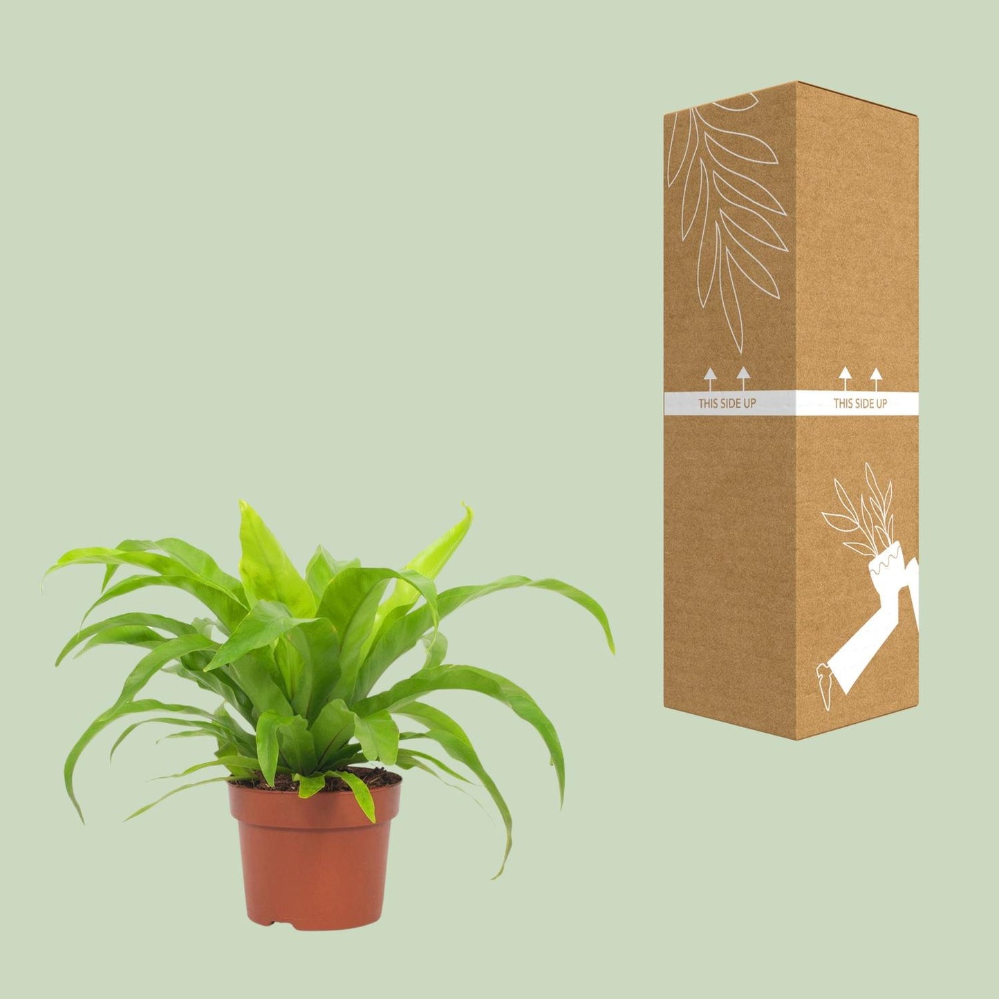 Asplenium Antiquum 12cm - Ø12cm - ↕19cm bei Pflanzfix24.de - Pflanzfix24.de