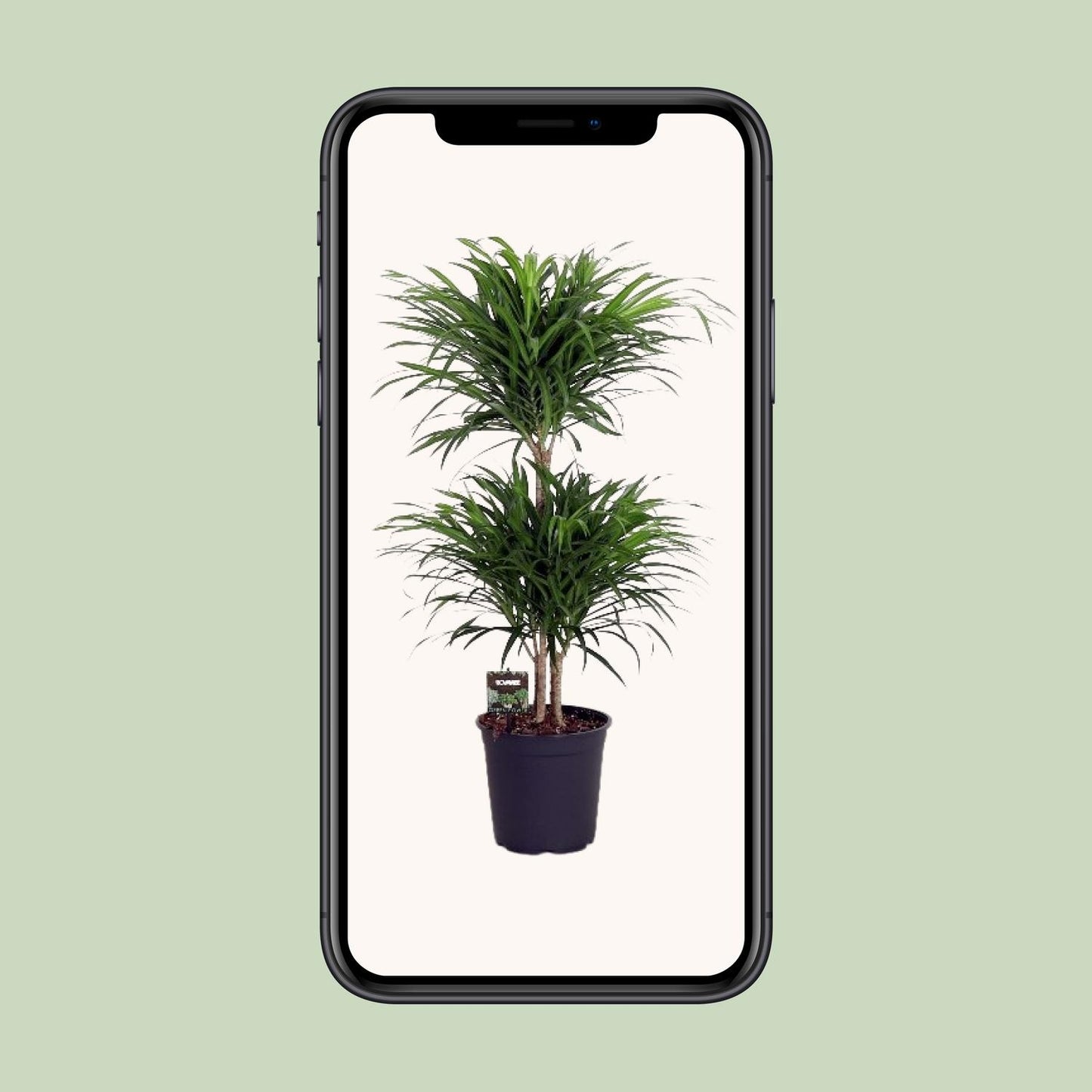 Dracaena Reflexa Anita - Ø24cm - ↕90cm - Pflanzfix24