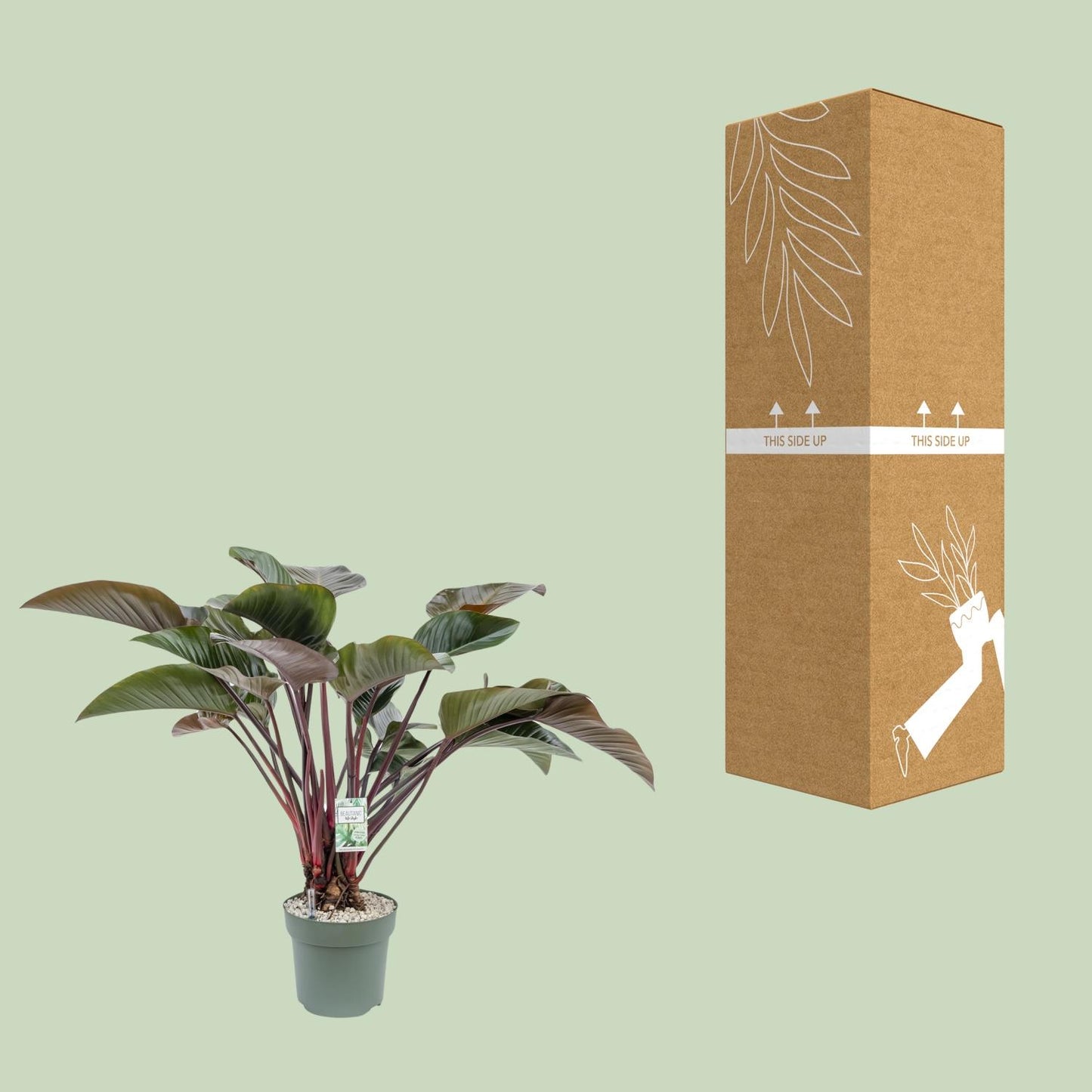 Philodendron Red Beauty - Ø30cm - ↕110cm - Pflanzfix24