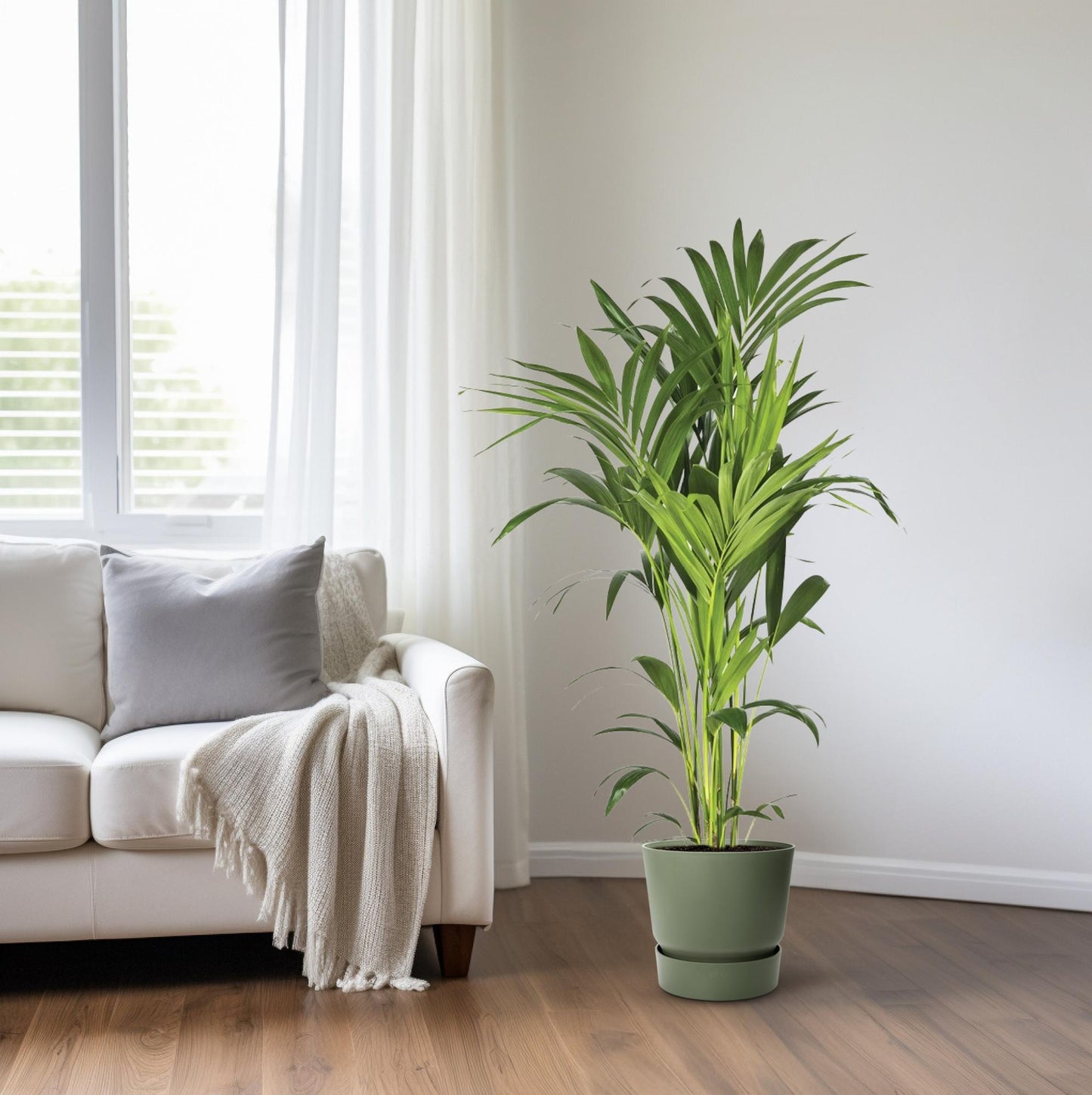 Kentia-Palme - Howea Forsteriana - Ø21cm - ↕130cm - Pflanzfix24.de - Pflanzfix24.de