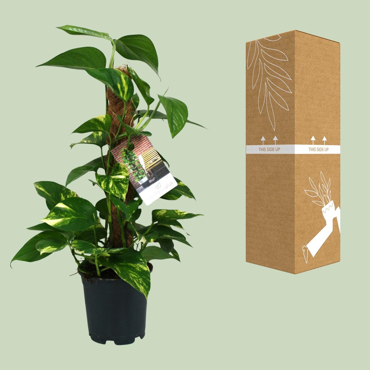 Scindapsus Epipremnum 50cm – Ø15cm Topf – Pflanzfix24.de - Pflanzfix24.de