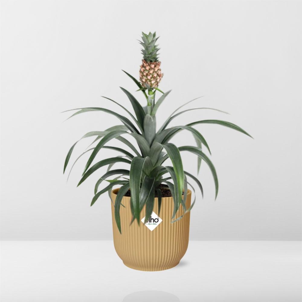 Ananas Mi Amigo in ELHO Vibes Fold 14cm geel - pflanzfix24