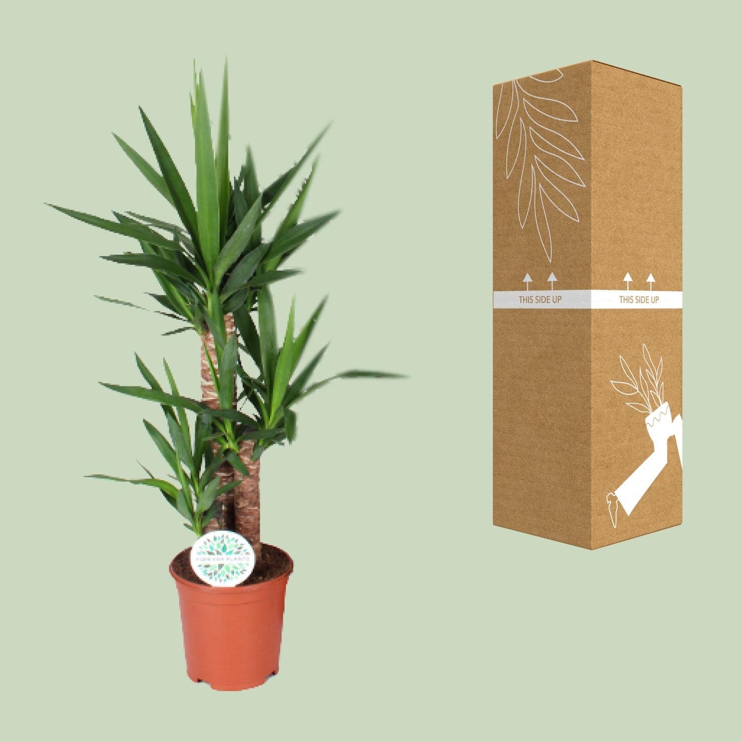 Yucca 90 cm - Ø21 cm - pflanzfix24