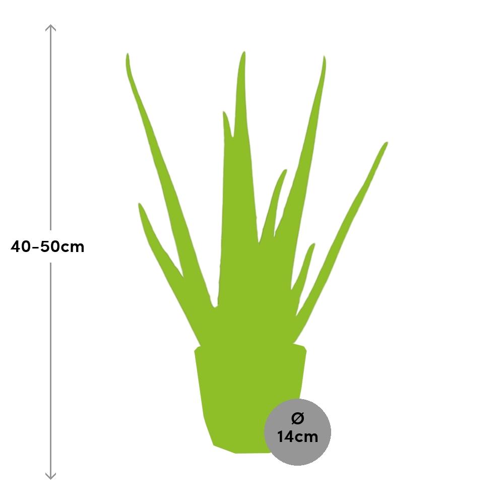 Aloe Vera 12cm in ELHO b.for rock 14 cm warm grey - Pflanzfix24