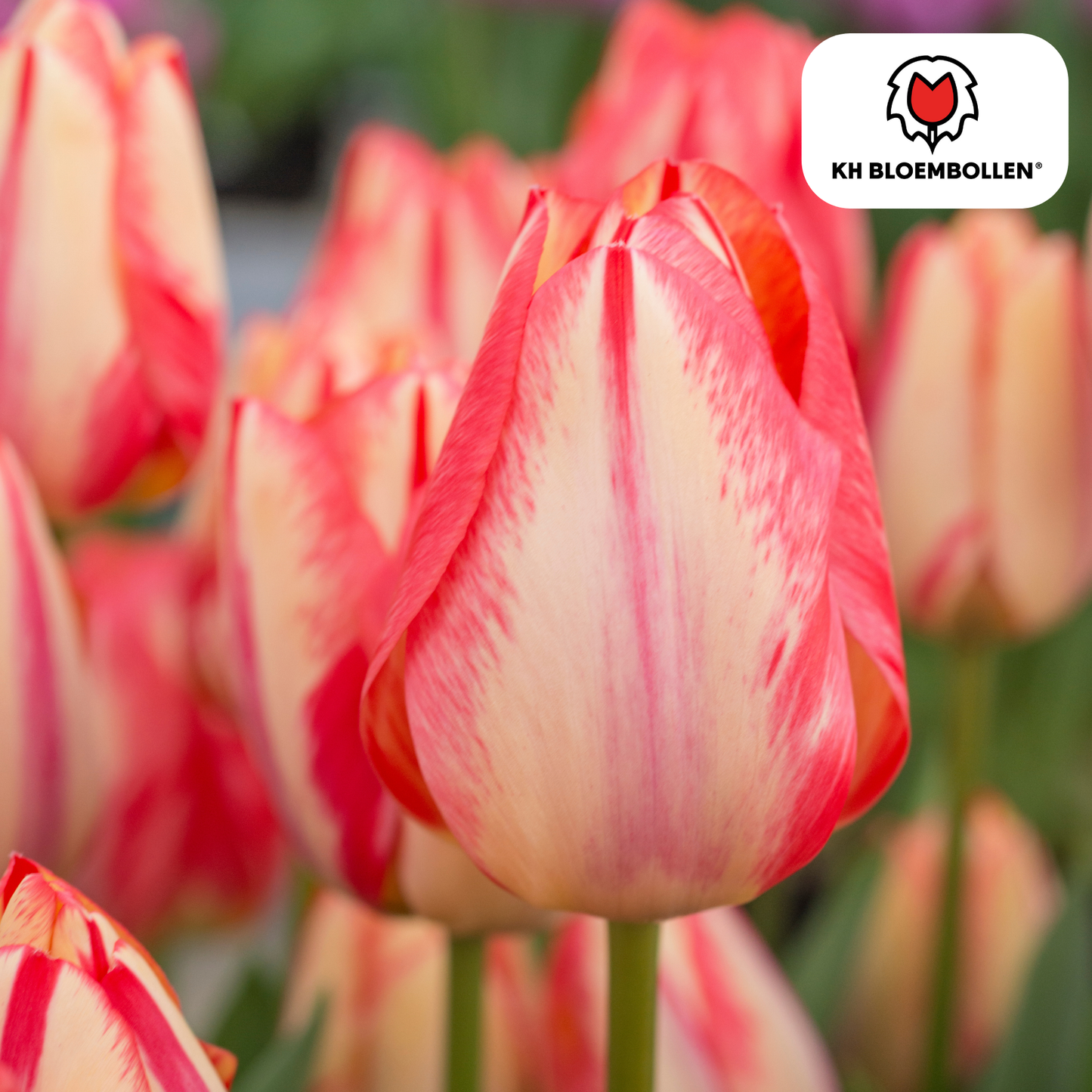 Tulpenbollen Spring Break – 20 Stuks | KH Bloembollen® | Rood-Oranje Tulp - Pflanzfix24