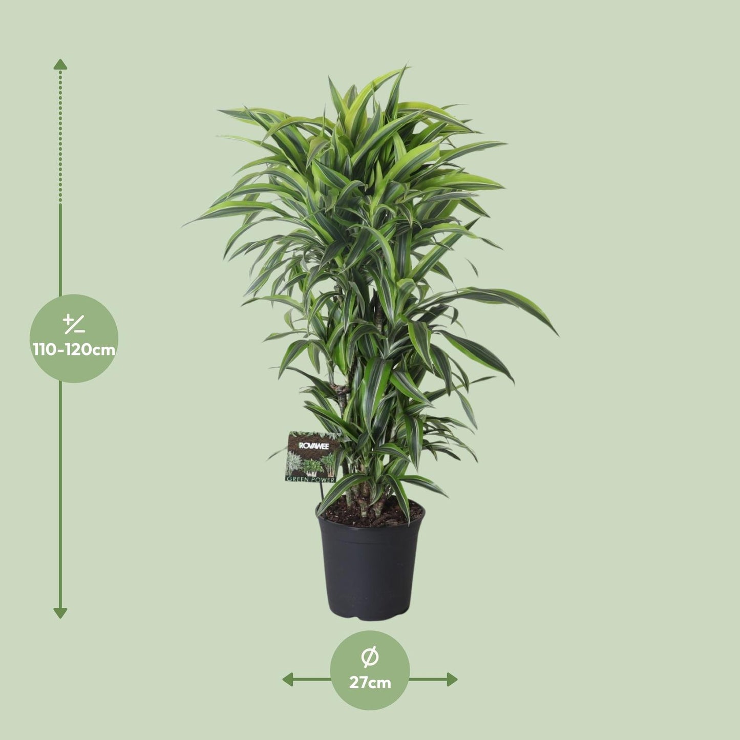 Dracaena Fragrans Lemon Lime Vertakt - Ø27cm - ↕120cm - Pflanzfix24.de - Pflanzfix24.de