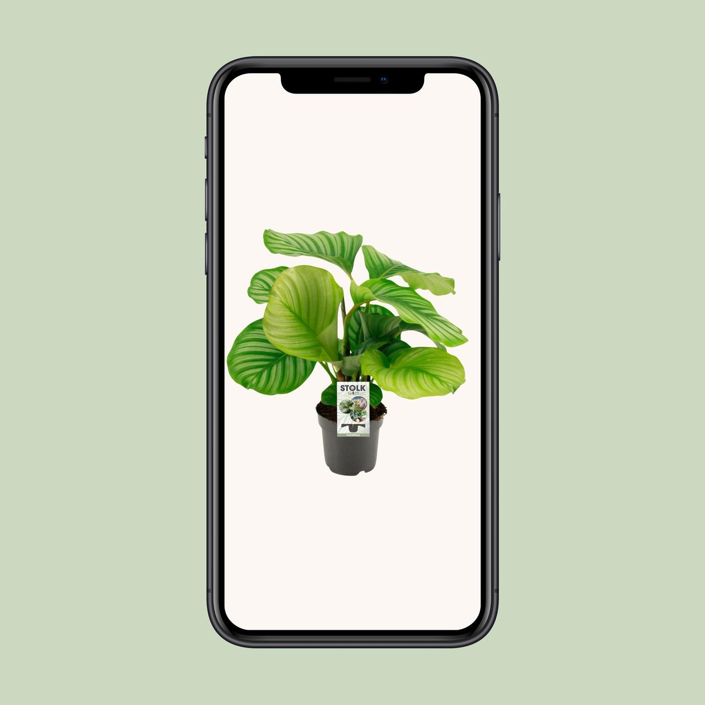 Calathea Orbifolia - Ø50cm - ↕14cm bei Pflanzfix24.de - Pflanzfix24.de
