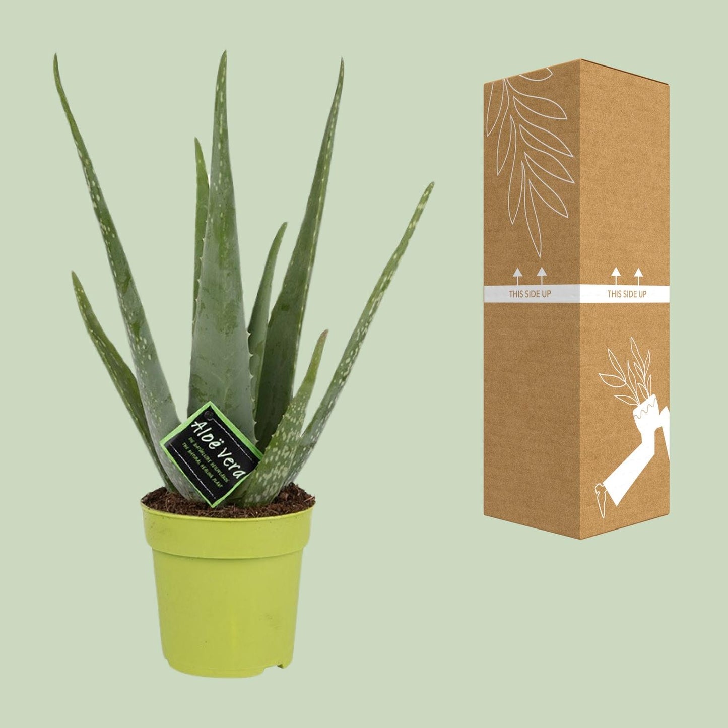 Aloe Vera - Ø12cm - ↕45cm - Pflanzfix24.de - Pflanzfix24.de