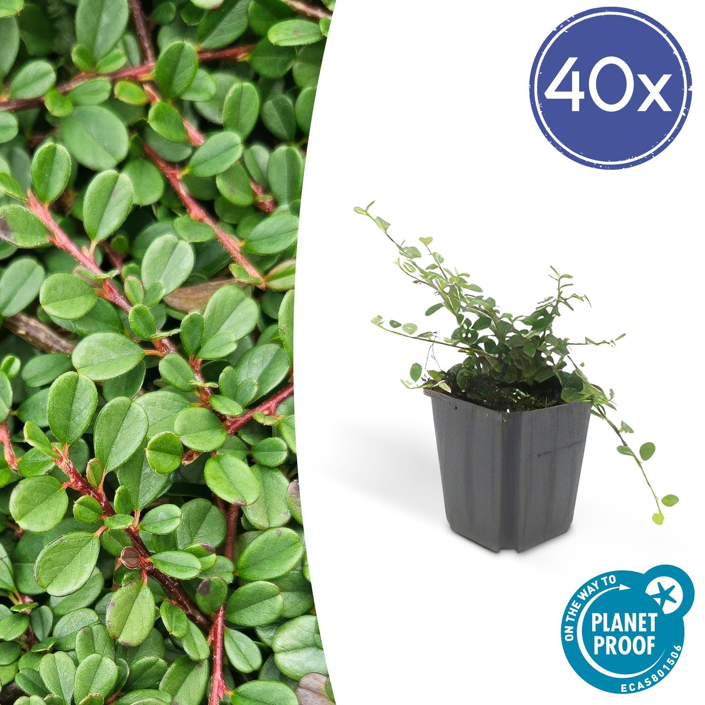 40x Cotoneaster pr. 'Streib's Findling' - ↕10-25cm - Ø9cm - Pflanzfix24.de - Pflanzfix24.de