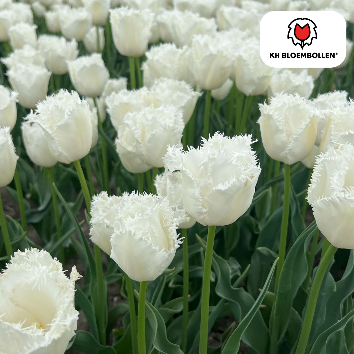 Tulpenbollen Honeymoon - 20 Stuks | KH Bloembollen® - Pflanzfix24