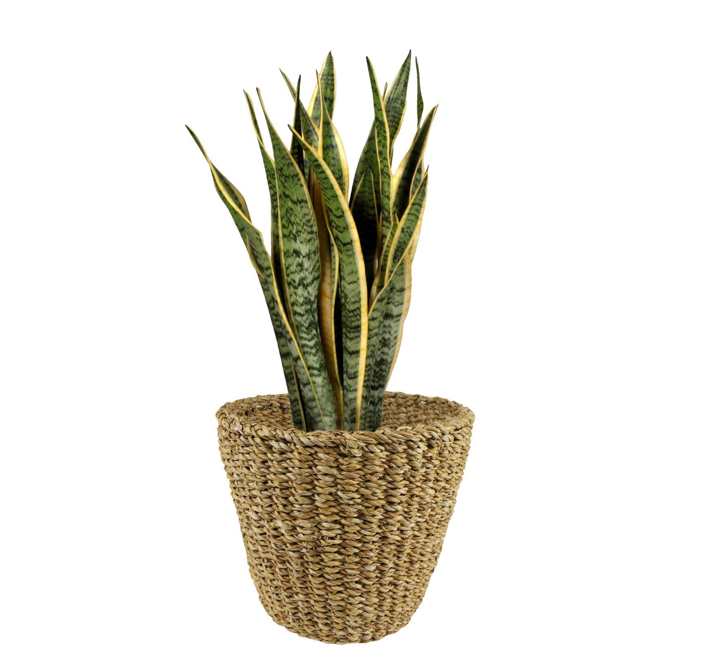 Korb Jip Natur L 37x31 cm – Handgefertigt & Nachhaltig | Pflanzfix24.de - Pflanzfix24.de