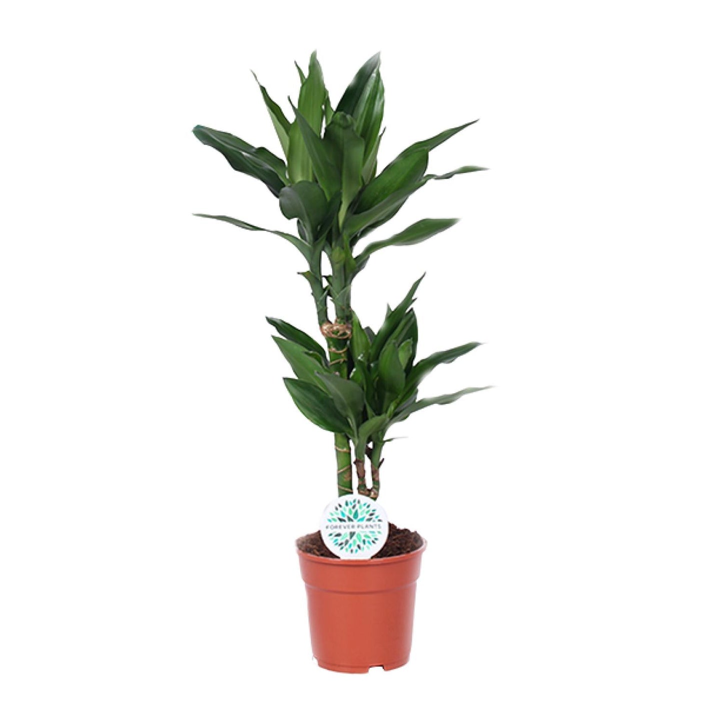 Dracaena Janet Lind - Ø17cm - ↕70cm - pflanzfix24