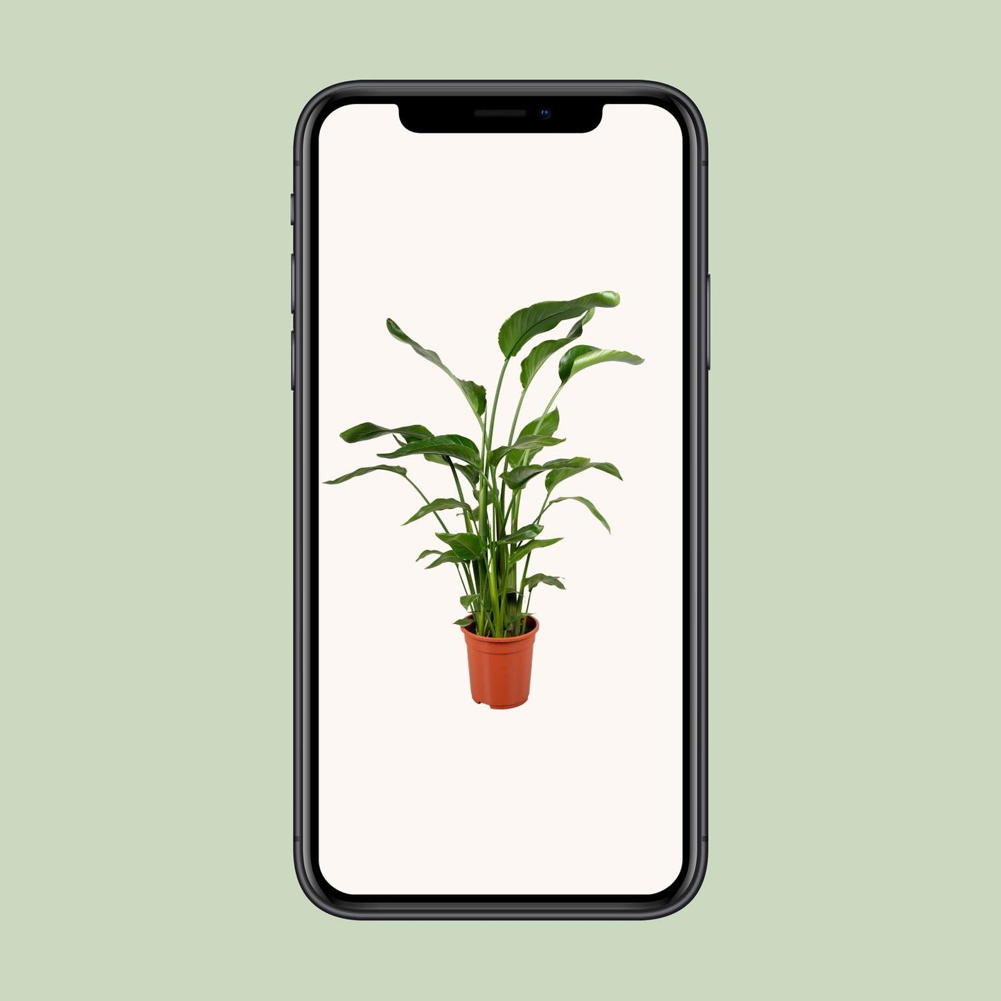 Strelitzia Nicolai 4 Stek 100-120cm - Pflanzfix24
