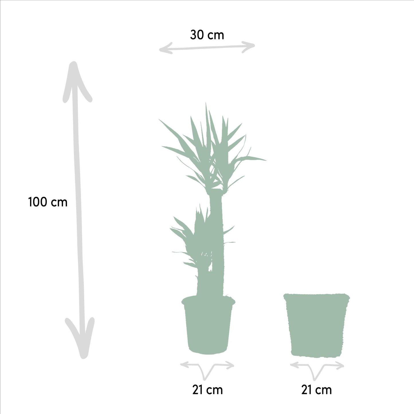 Yucca mit Korb - ↨100cm - Ø21cm - Pflanzfix24