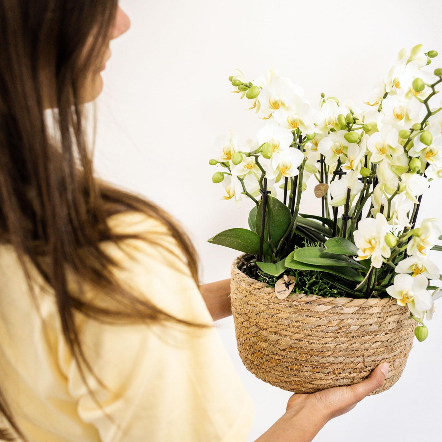 Kolibri Orchideen Set Weiß mit Wassertank – Pflanzfix24.de - Pflanzfix24.de