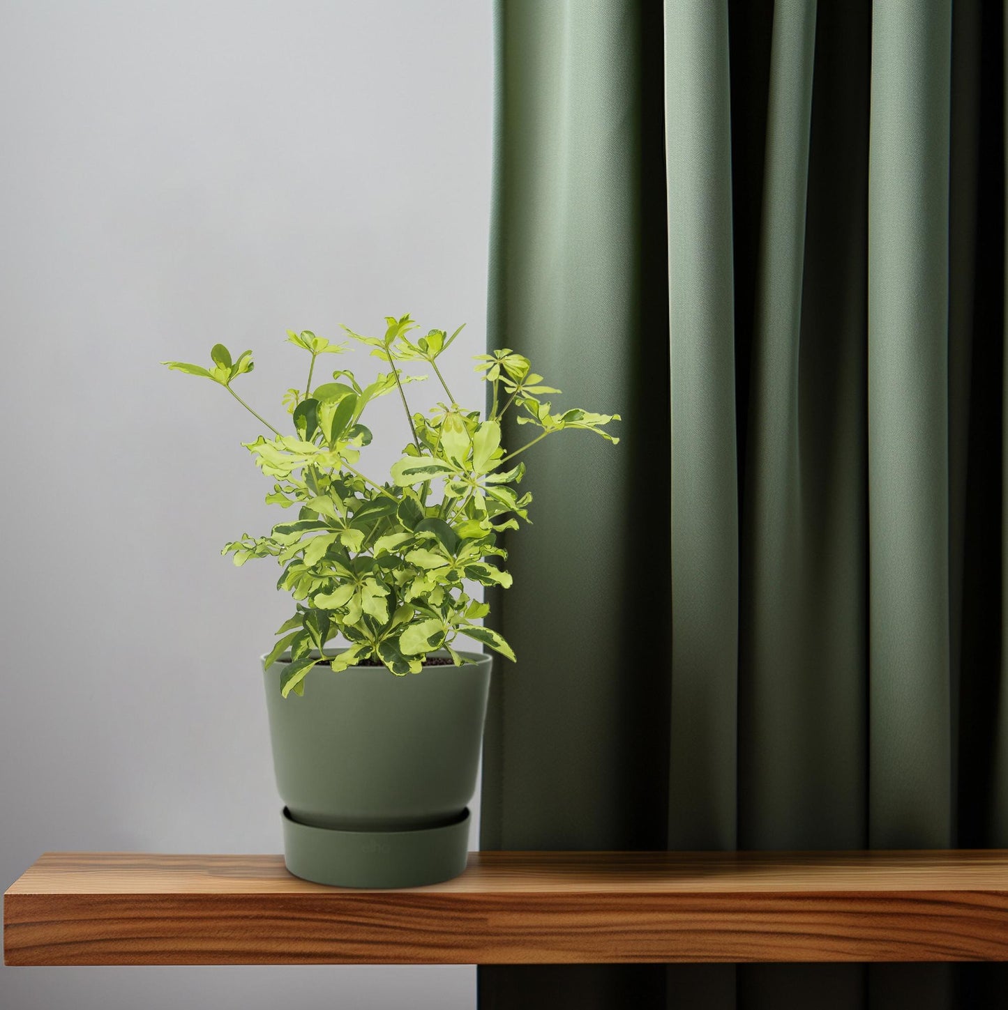 Schefflera Charlotte - Ø13cm - ↕35cm - Pflanzfix24