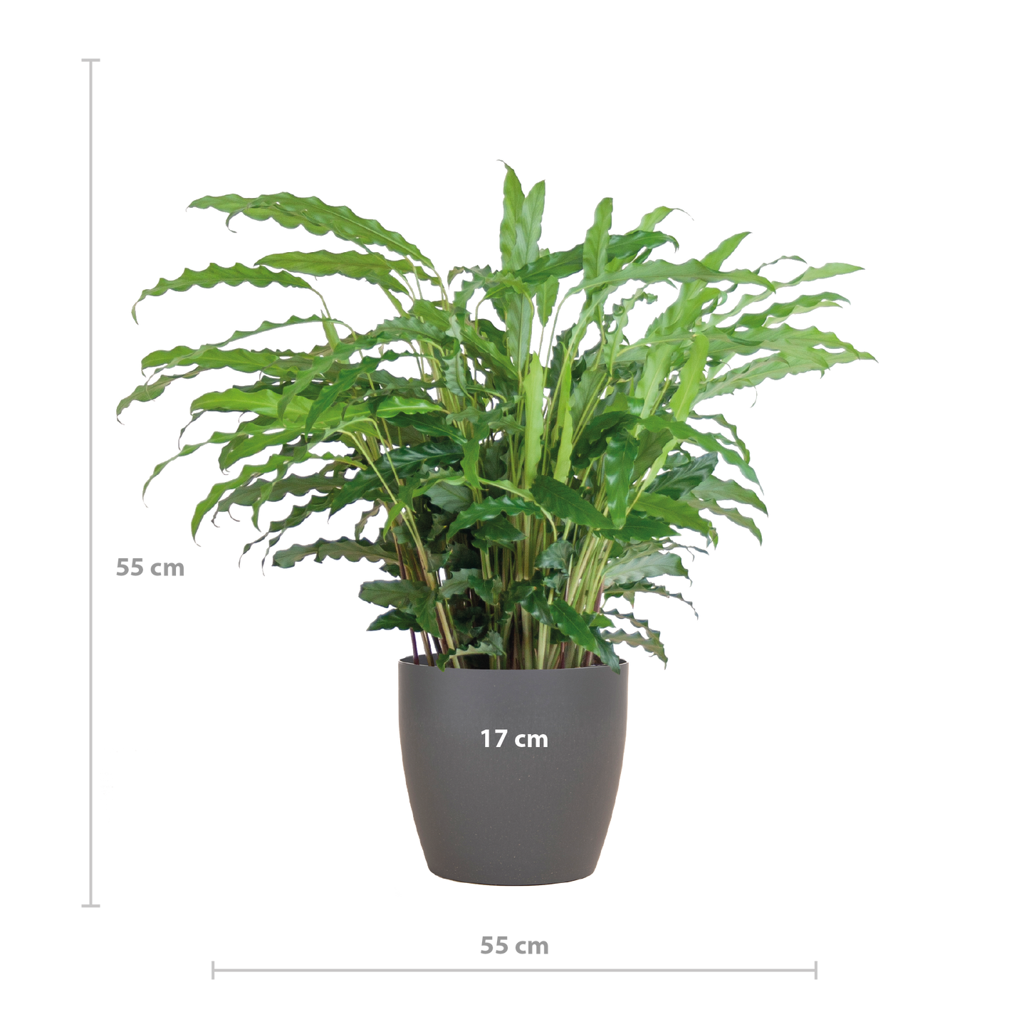 Calathea Rufibarba mit Viber Grau - 55cm - Ø17 - Pflanzfix24