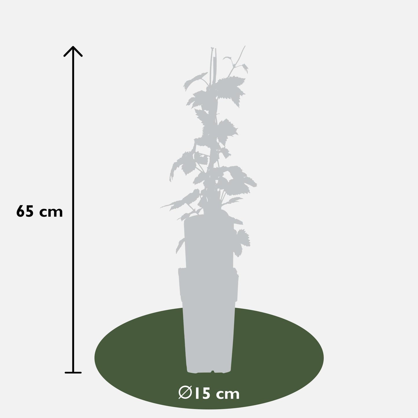3x Humulus lupulus 'Nordbrau' - 65cm - Ø15 - Pflanzfix24