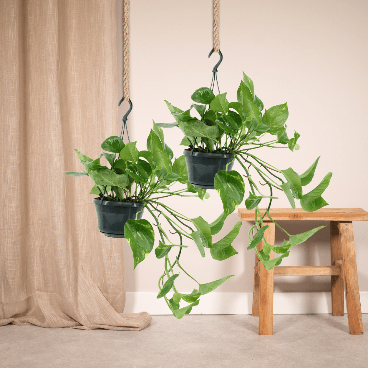 2x Epipremnum Aureum - Scindapsus - 25cm - ø15 - Pflanzfix24.de - Pflanzfix24.de
