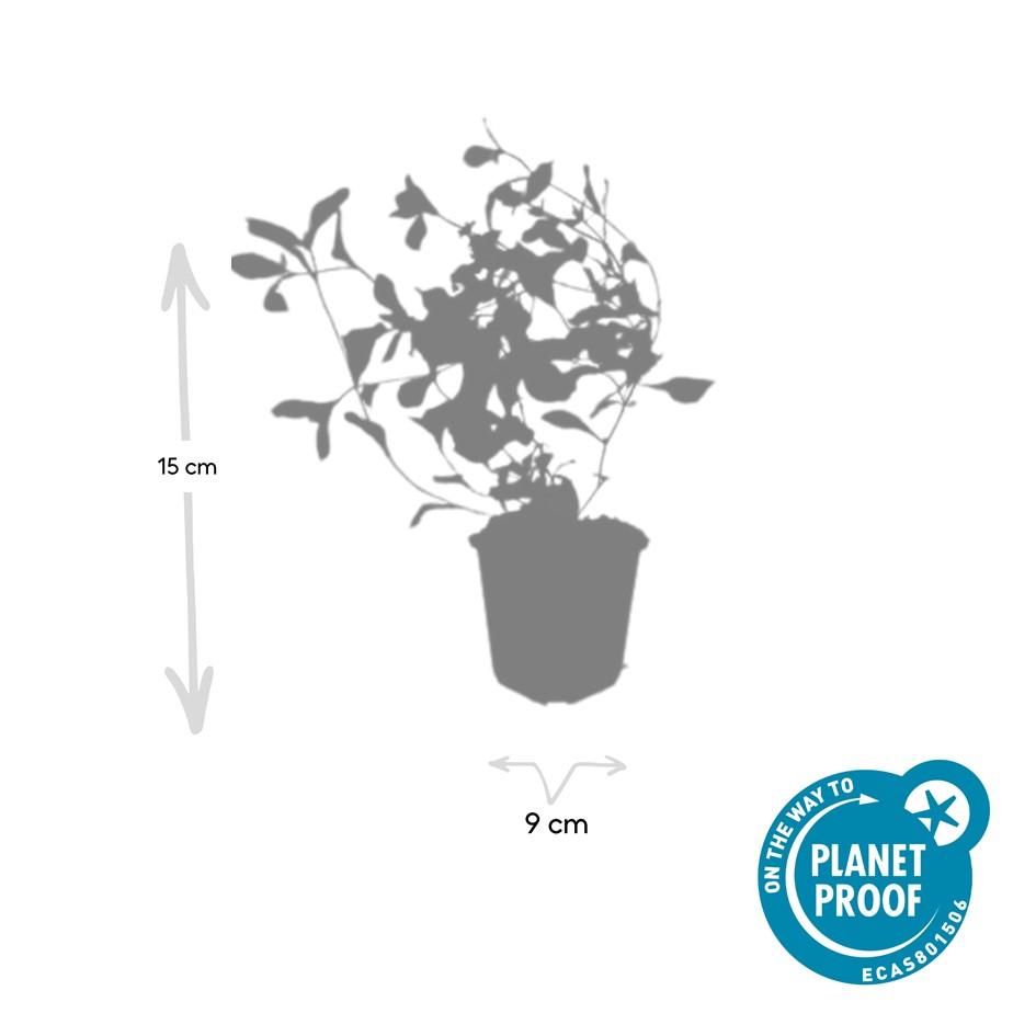 20x Ceratostigma plumbaginoides Bodendecker | Pflanzfix24.de - Pflanzfix24.de