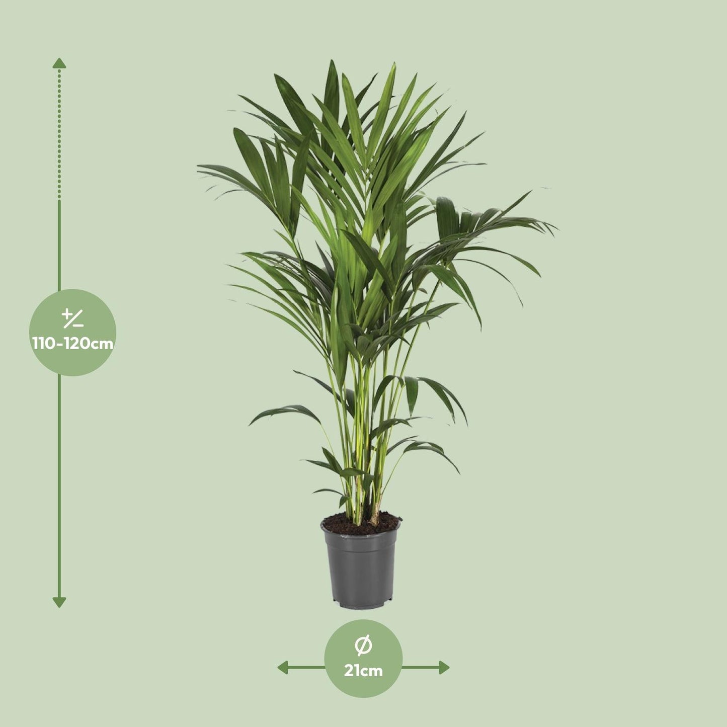 Kentia-Palme - Howea Forsteriana - Ø21cm - ↕120cm - Pflanzfix24.de - Pflanzfix24.de