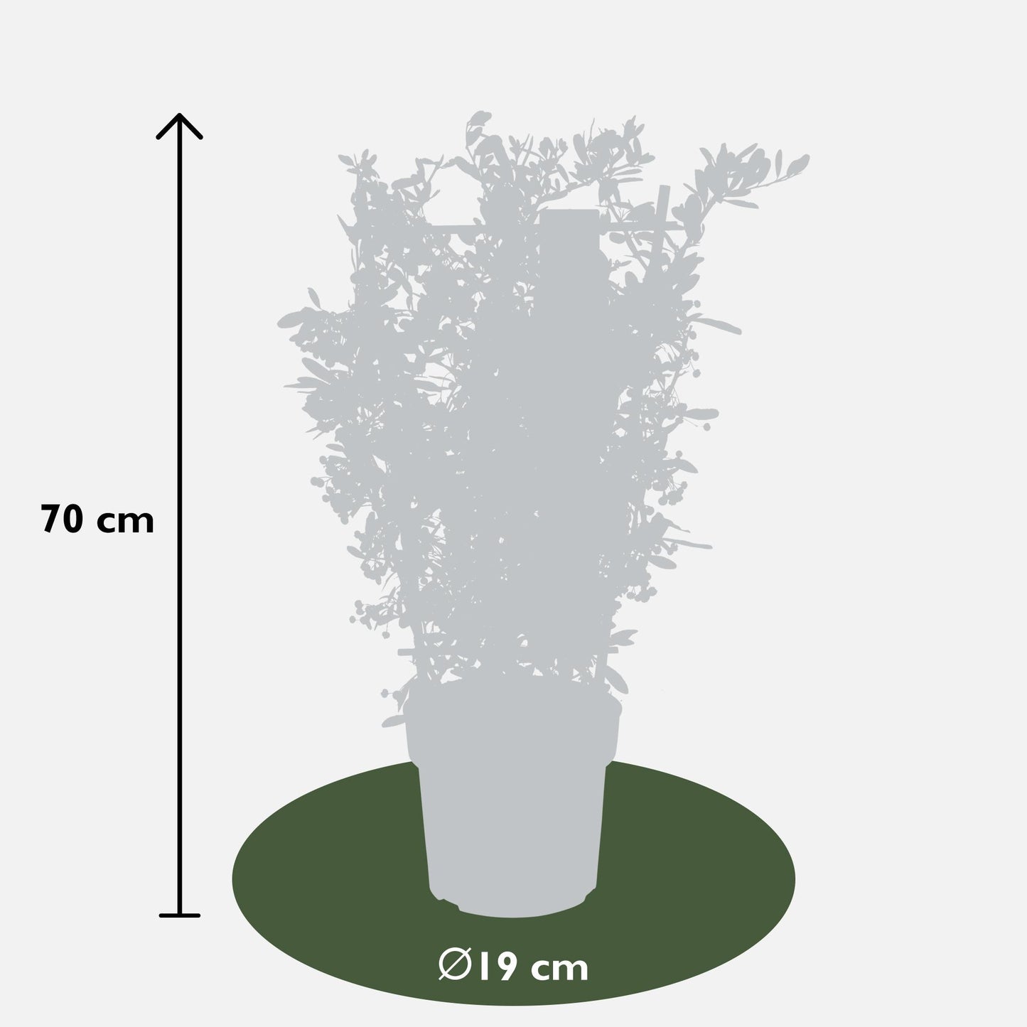 Pyracantha coccinea Red Star - Pflanzfix24