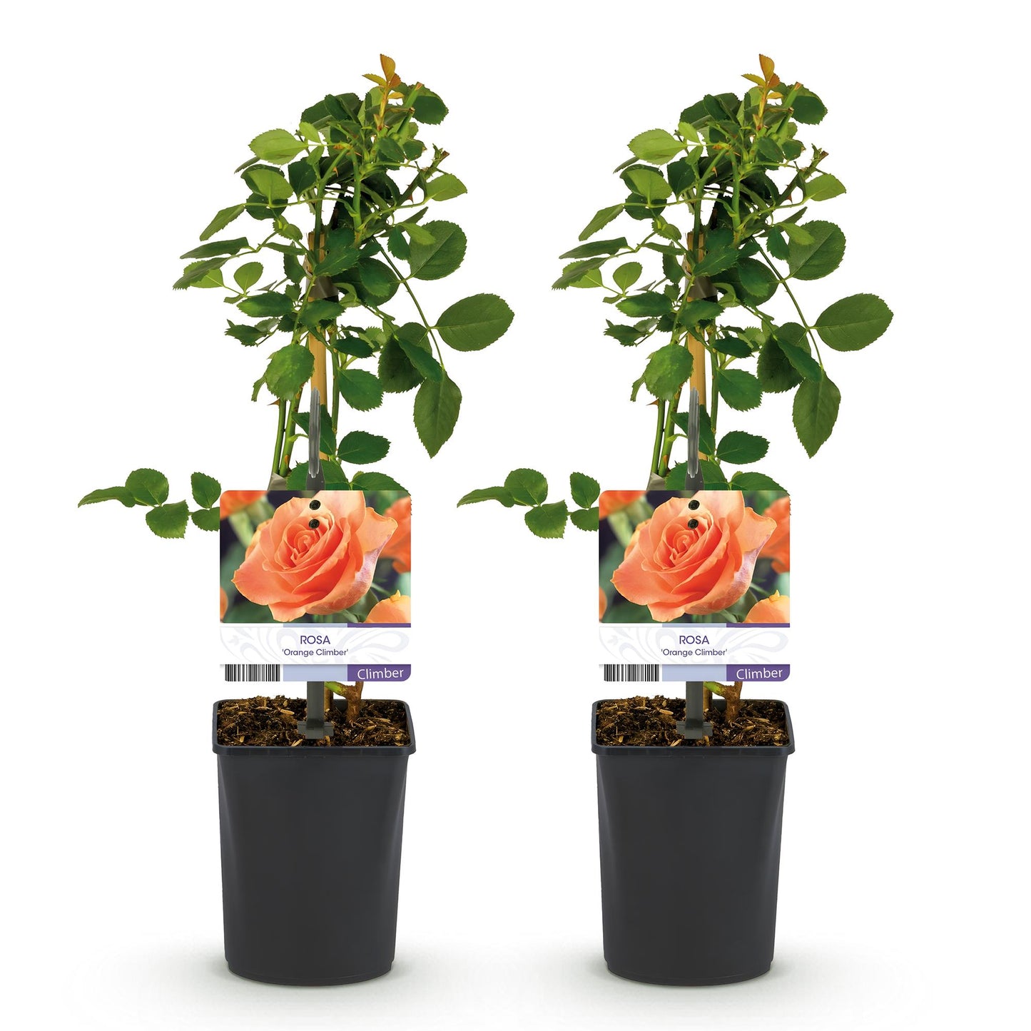 GreenboutiQ - Kletterrose - Rosa Orange Climber - 2 Pflanzen - Pflanzfix24.de - Pflanzfix24.de