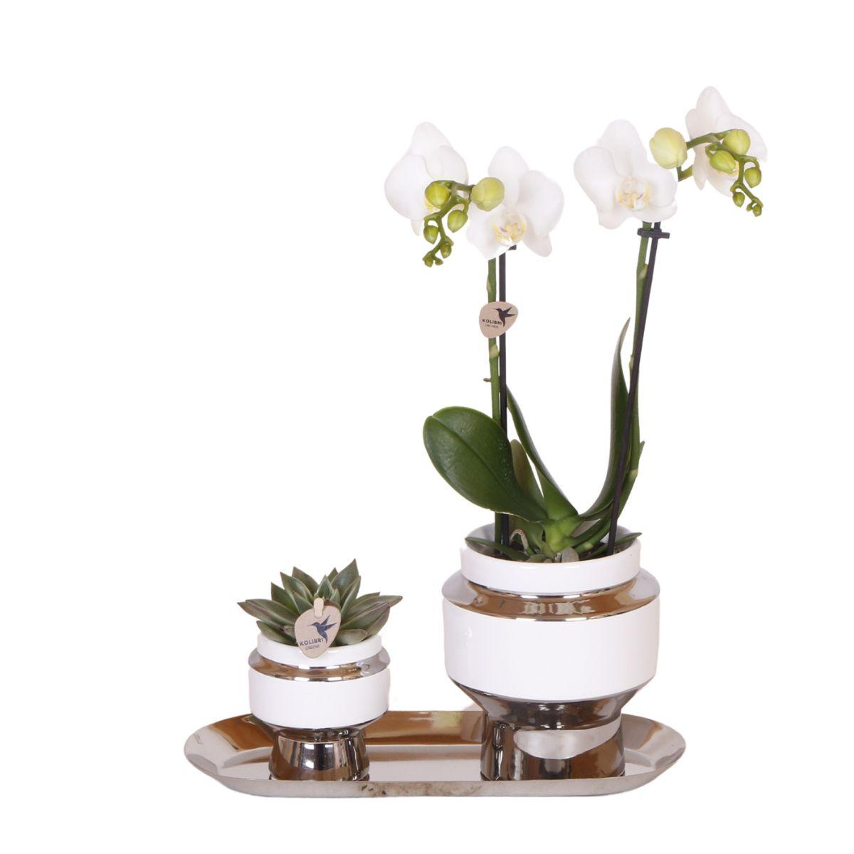 Pflanzfix24 - Set aus weißer Orchidee und Succulent auf Silbertablett - frisch vom Züchter