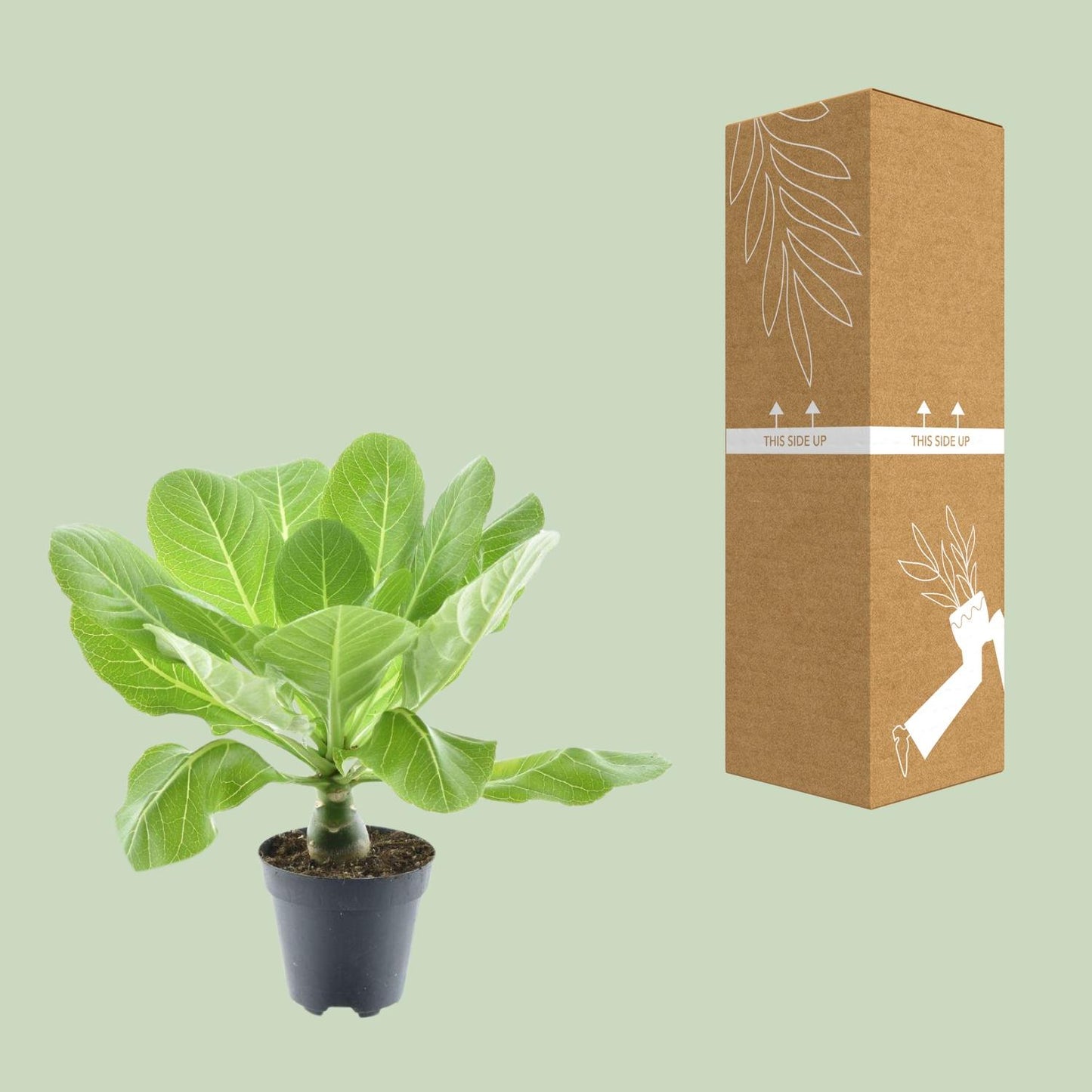 Brighamia Insignis 'Hawaii Palm' P12 - Pflanzfix24.de - Pflanzfix24.de