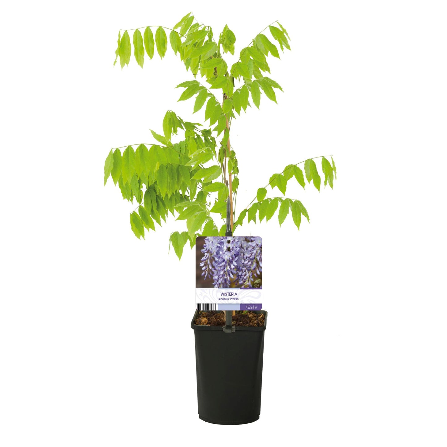 Pflanzfix24.de - Blauregen - Wisteria floribunda Prolific - Blüte Blau - 1 Pflanze - Pflanzfix24.de