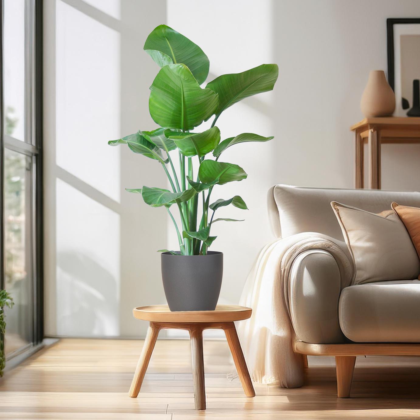 Strelitzia Nicolai 80 cm Ø21 mit grauem Viber-Topf | Pflanzfix24.de - Pflanzfix24.de