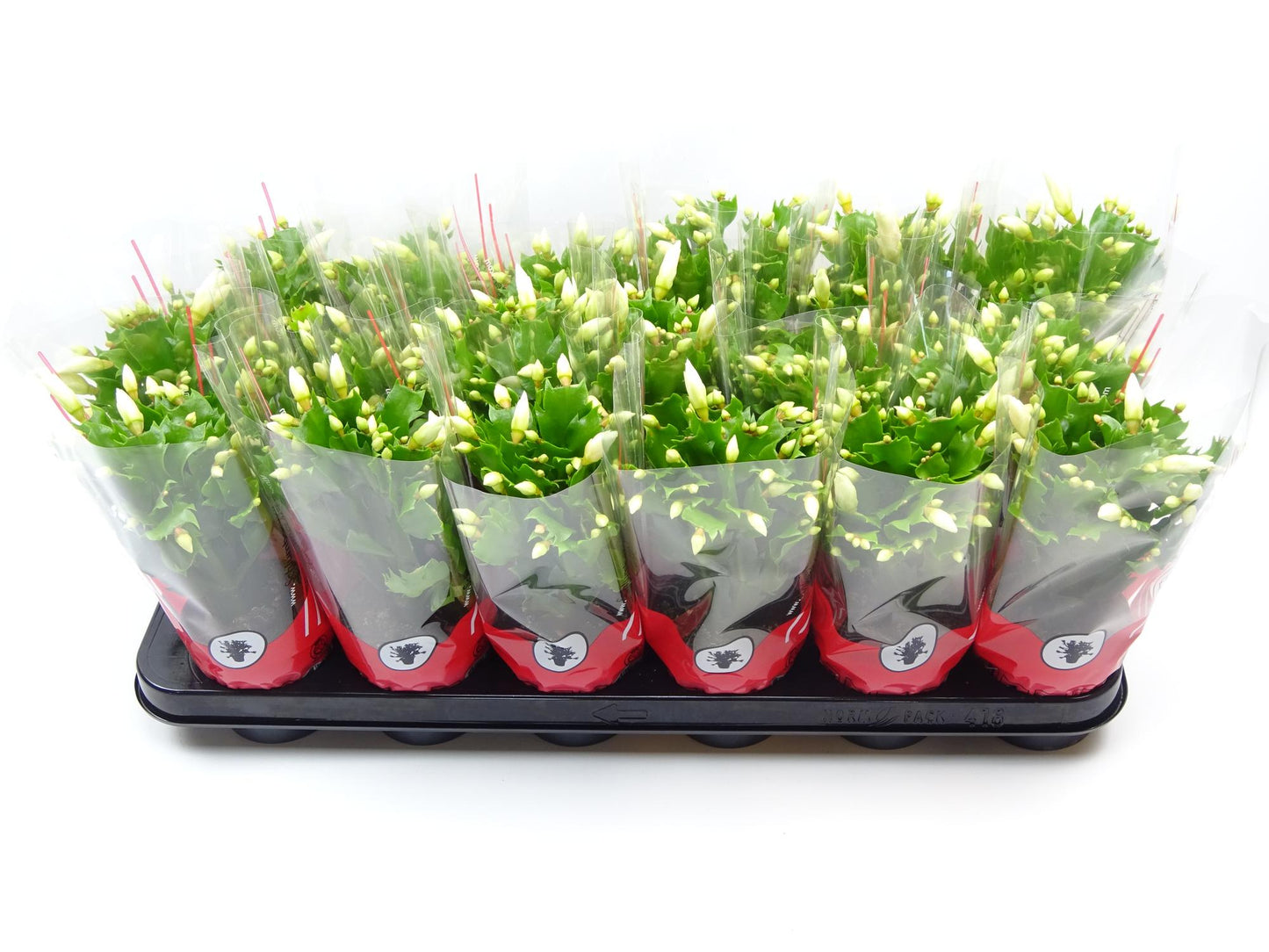 Schlumbergera 9 Cm Wit - Ø9cm - ↕25cm - Pflanzfix24